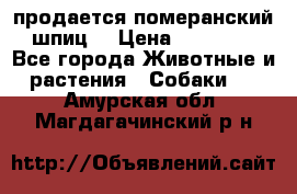 продается померанский шпиц  › Цена ­ 35 000 - Все города Животные и растения » Собаки   . Амурская обл.,Магдагачинский р-н